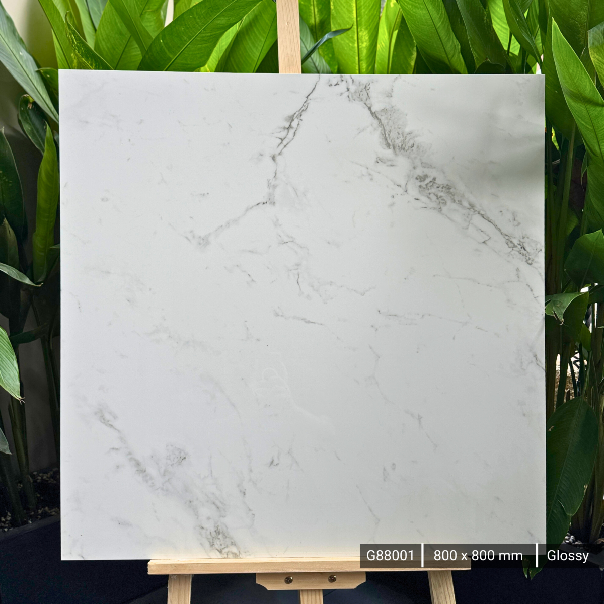 FTILES 800X800  SUPERB SATUARIO  G88001